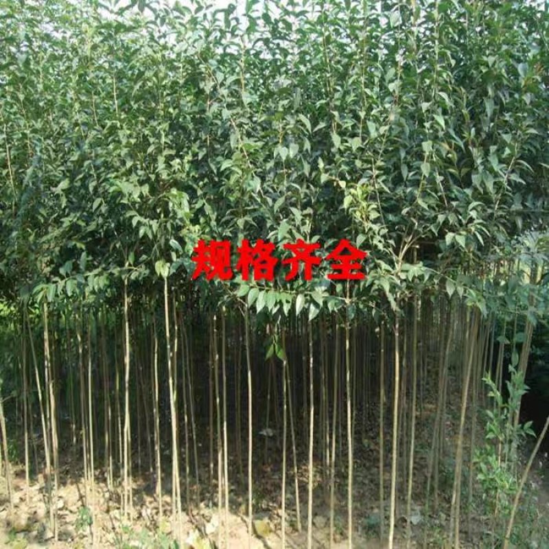 绿化树苗大叶女贞树苗小苗占地拆迁苗四季常青