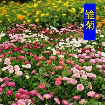 多年生耐寒矮种子雏菊花种子四季种盆栽植物花卉小花种子