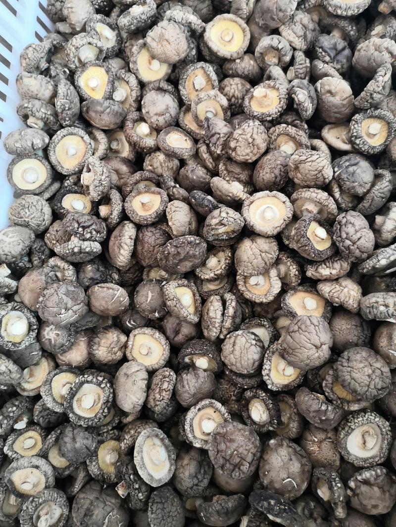 干香菇，珍珠菇。河南春栽成品珍珠菇，质量保证，全国包邮。