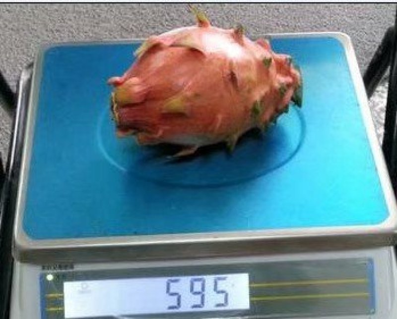 橘龙火龙果苗火龙果苗橘龙火龙果苗口感好味甜