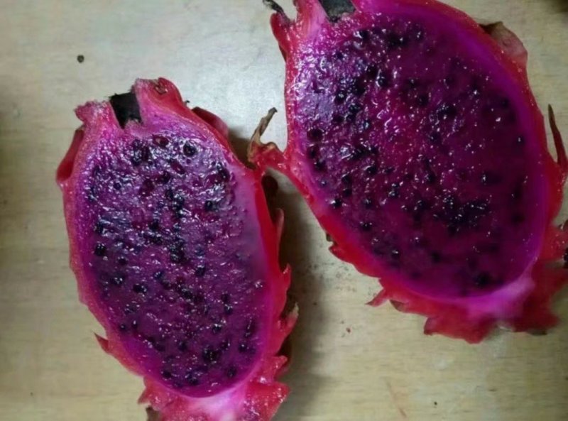 橘龙火龙果苗火龙果苗橘龙火龙果苗口感好味甜