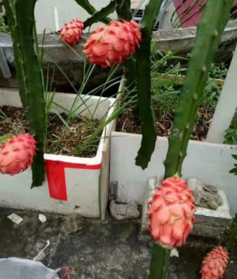 橘龙火龙果苗火龙果苗橘龙火龙果苗口感好味甜