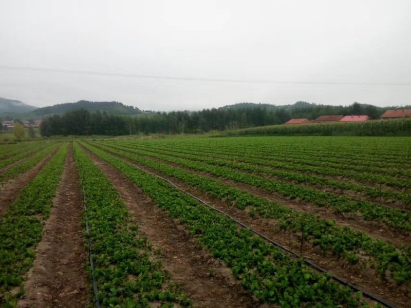 关苍术种苗药食同源白茬苍术种苗品种纯正