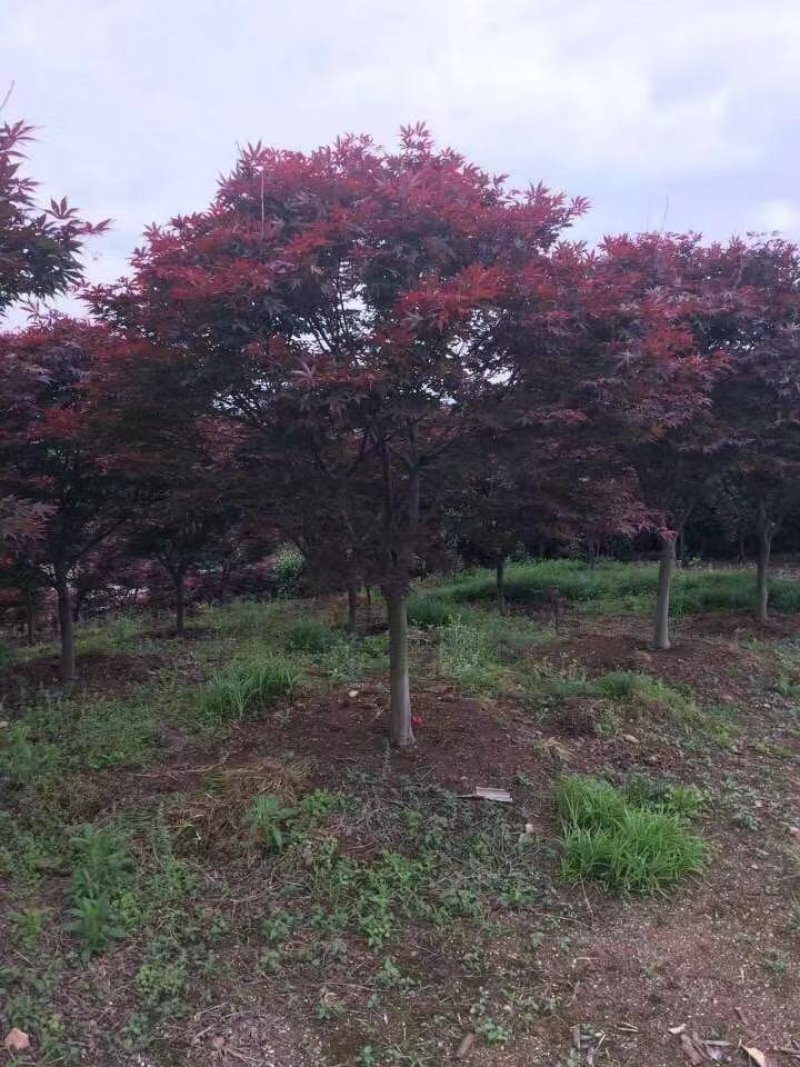 红枫树苗四季中国红枫日本红枫树苗红舞姬美国红枫盆景盆栽