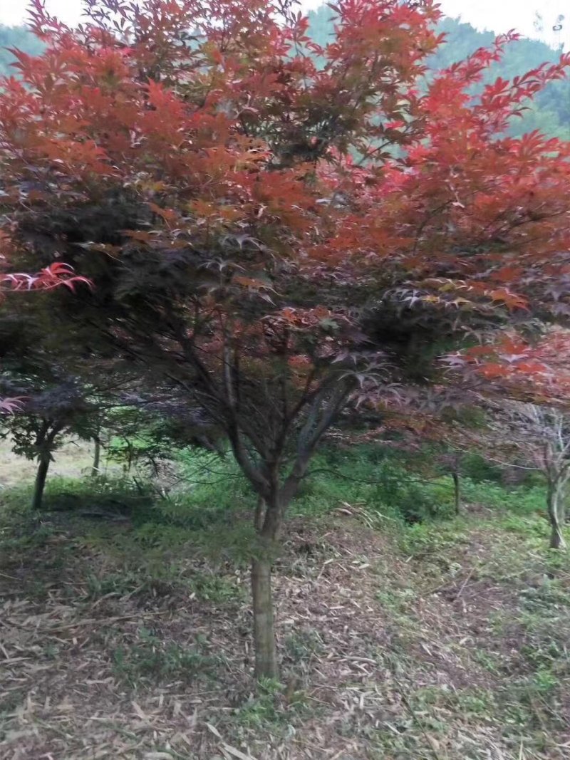 红枫树苗四季中国红枫日本红枫树苗红舞姬美国红枫盆景盆栽