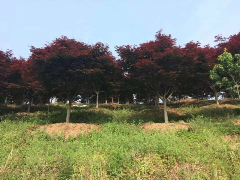 红枫树苗四季中国红枫日本红枫树苗红舞姬美国红枫盆景盆栽