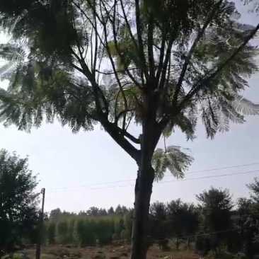 蓝花楹
