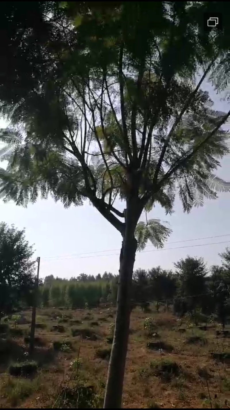 蓝花楹