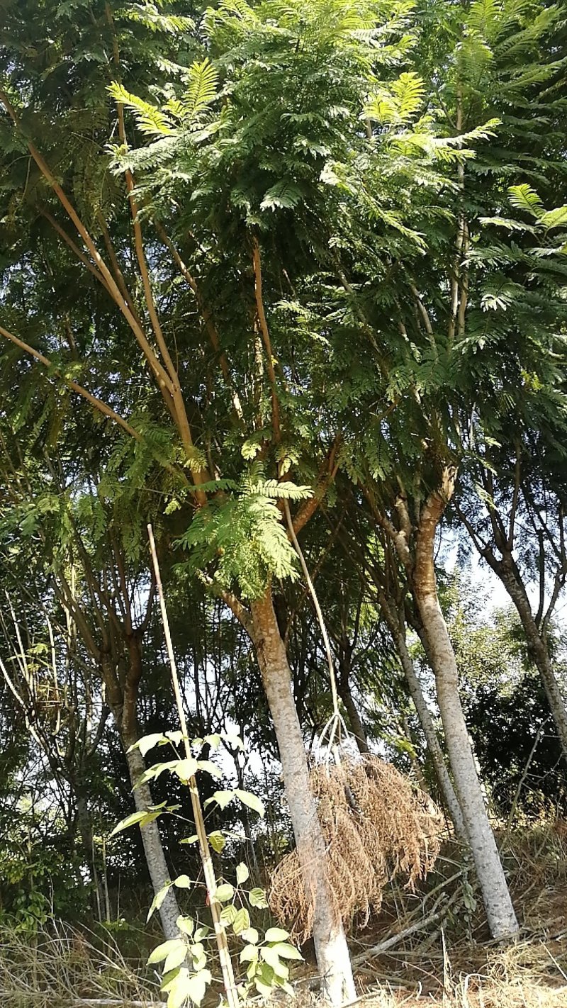蓝花楹