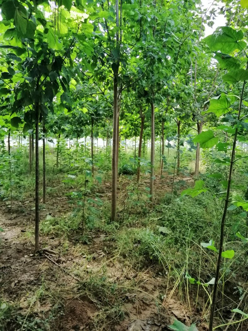 梓树处理10公分80颗9公分楸树150颗清地处理