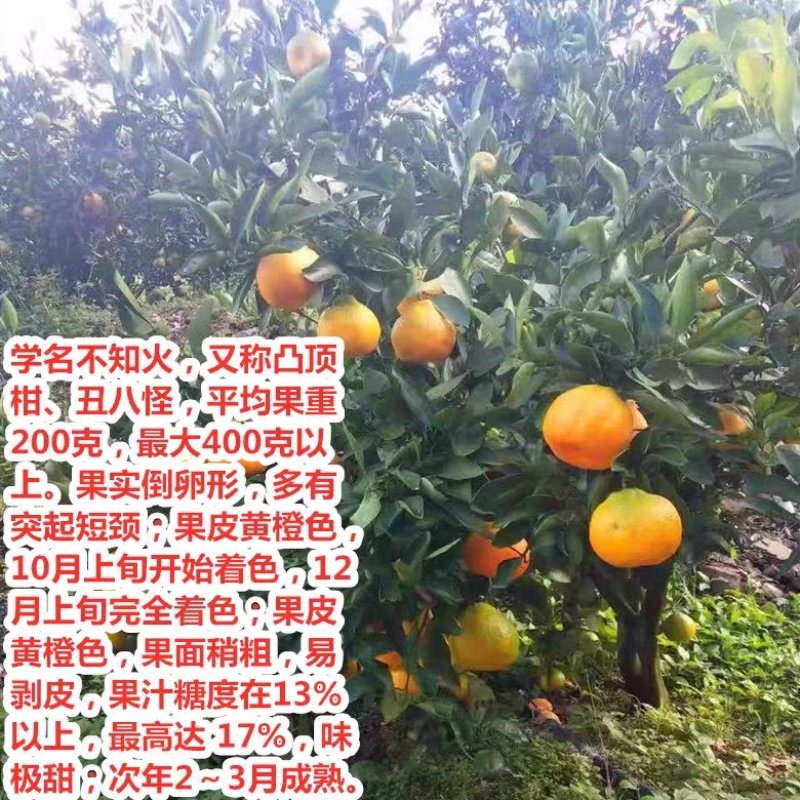 柑橘果树苗嫁接不知火苗柑橘苗丑橘苗丑桔苗丑橘树苗丑八怪桔