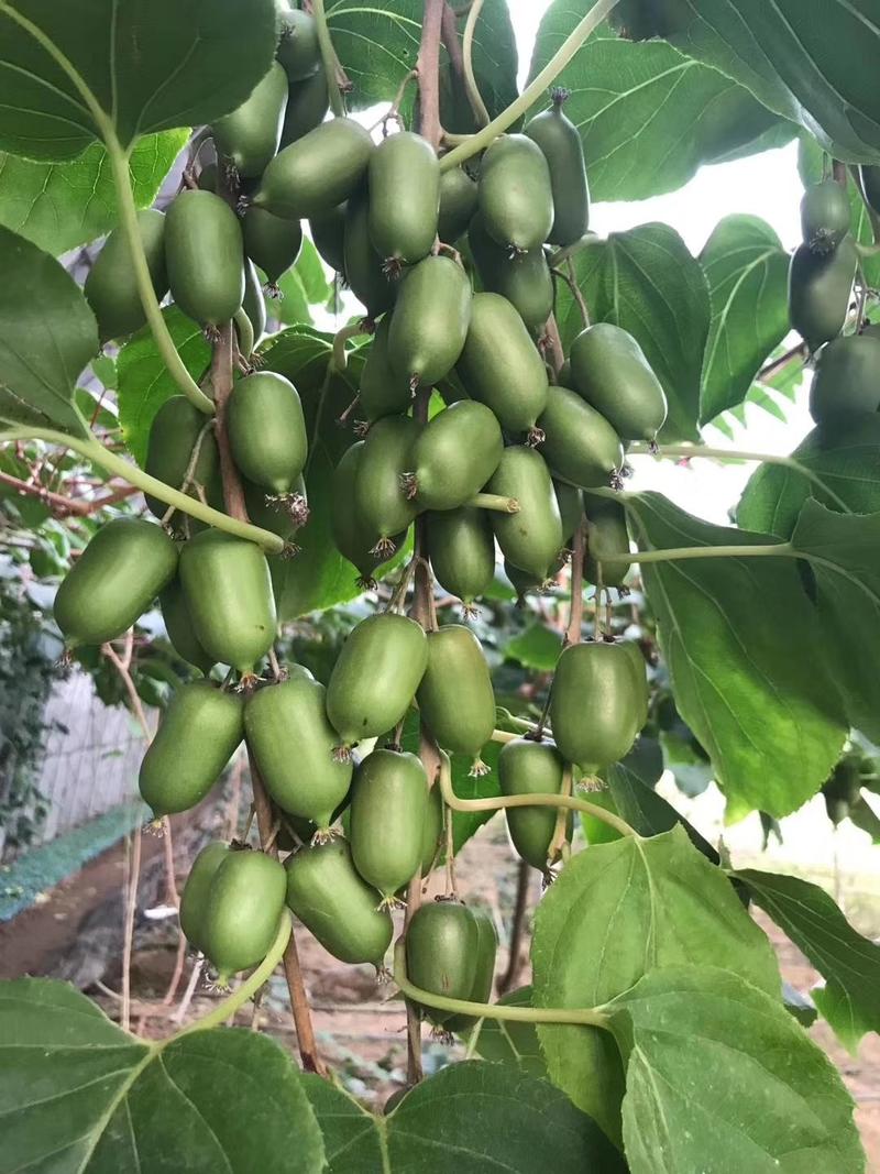 软枣猕猴桃苗扦插苗适合大面积种植品种纯正