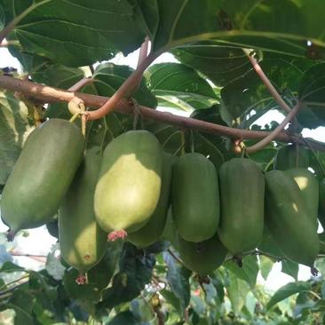 软枣猕猴桃苗扦插苗适合大面积种植品种纯正