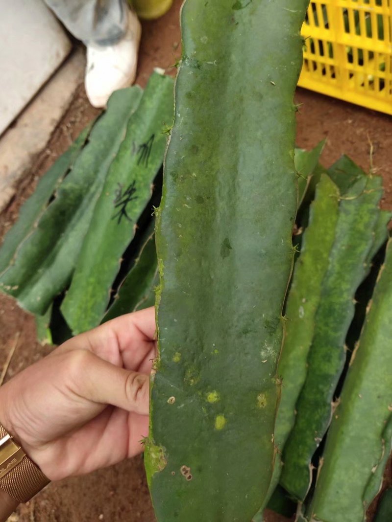 明珠火龙果苗火龙果苗明珠火龙果苗口感好