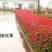 红叶石楠树苗石楠球火焰红庭院盆栽篱笆围墙
