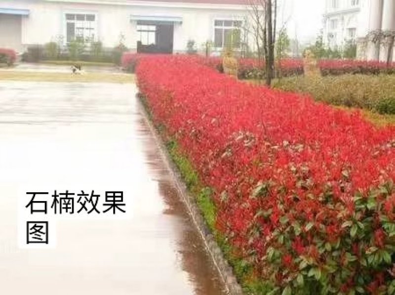 红叶石楠树苗石楠球火焰红庭院盆栽篱笆围墙