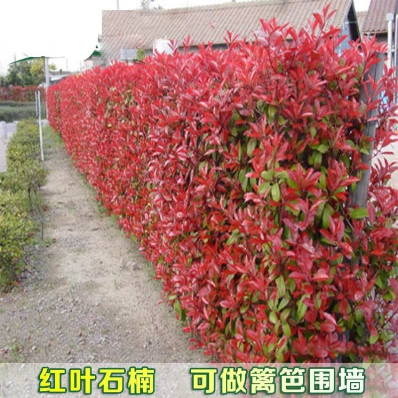 红叶石楠树苗石楠球火焰红庭院盆栽篱笆围墙