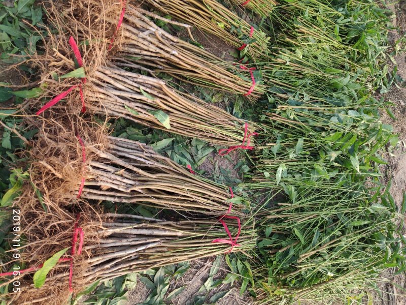 黄桃苗，锦香黄桃苗，6月20号成熟，不用套袋全黄，鲜食甜