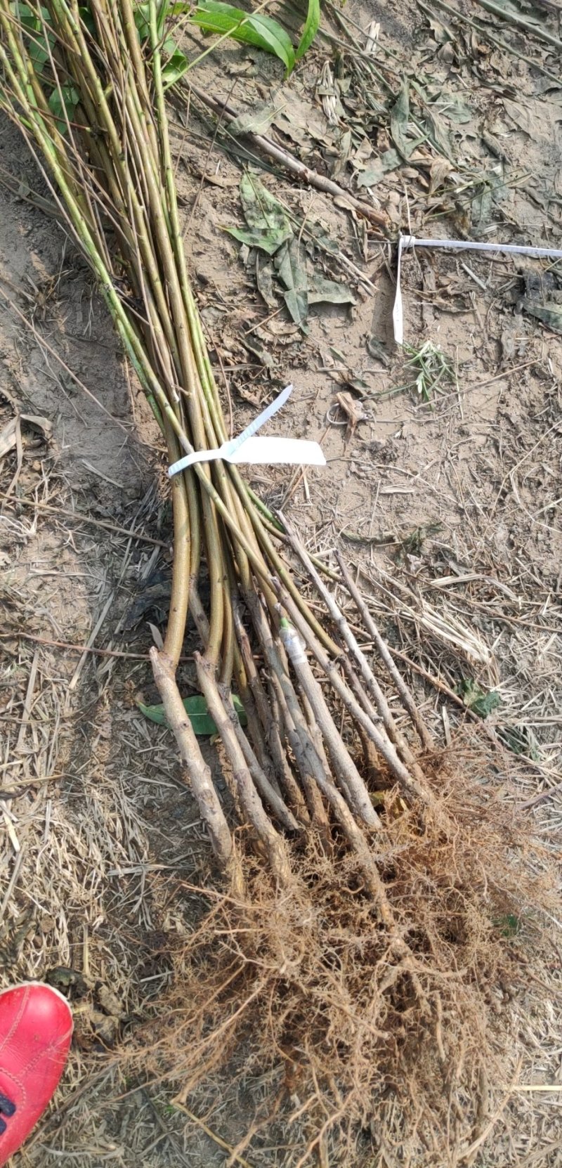 黄桃苗，锦香黄桃苗，6月20号成熟，不用套袋全黄，鲜食甜