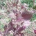 秦岭野生紫苏药用种植生苏子食用苏籽紫苏种子烧烤料半斤包邮