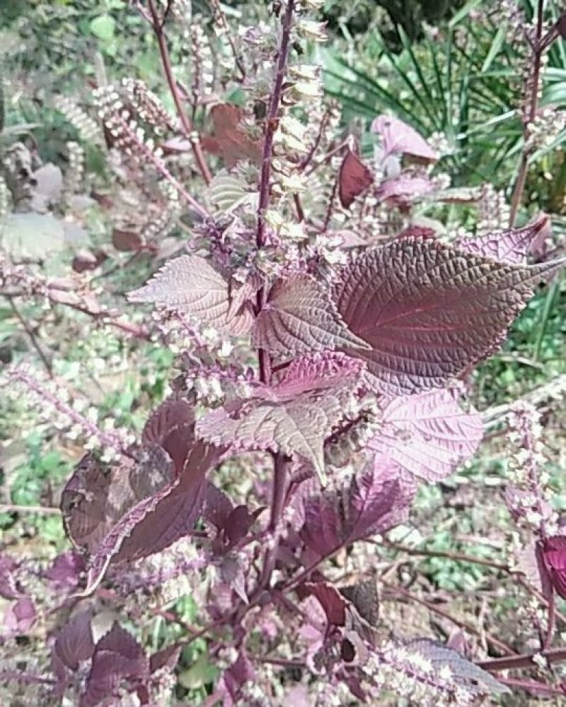 秦岭野生紫苏药用种植生苏子食用苏籽紫苏种子烧烤料半斤包邮