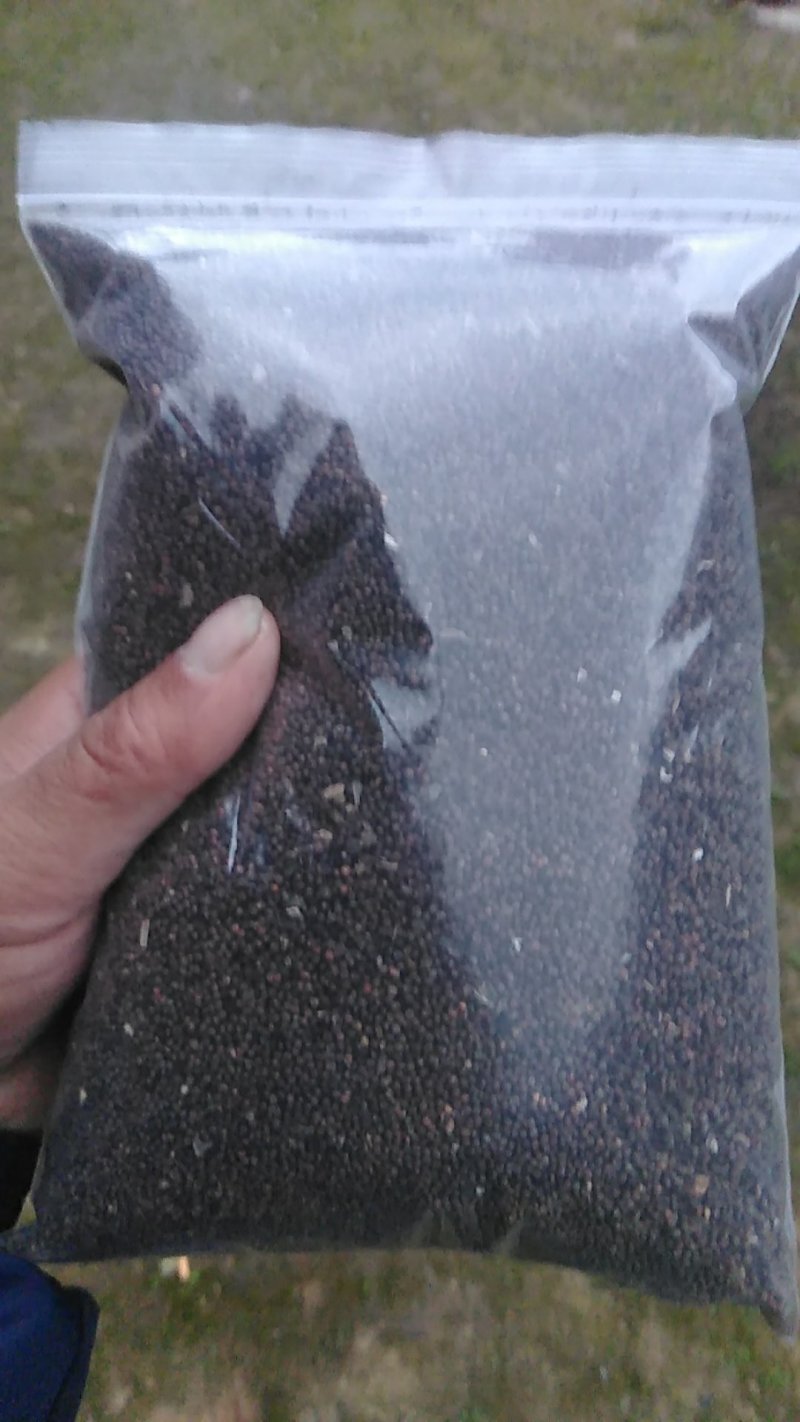 秦岭野生紫苏药用种植生苏子食用苏籽紫苏种子烧烤料半斤包邮