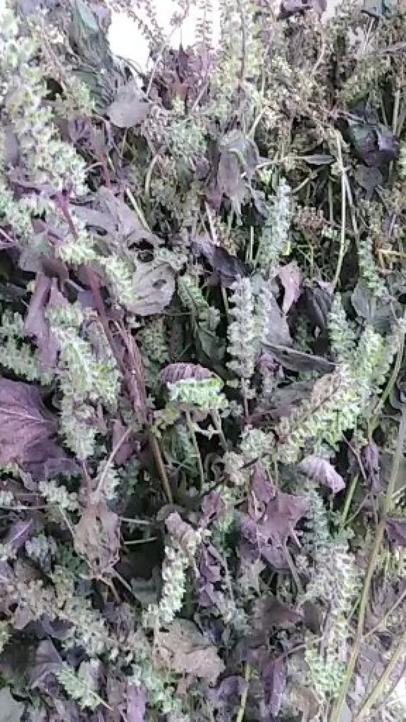 秦岭野生紫苏药用种植生苏子食用苏籽紫苏种子烧烤料半斤包邮