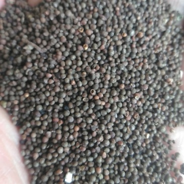 秦岭野生紫苏药用种植生苏子食用苏籽紫苏种子烧烤料半斤包邮
