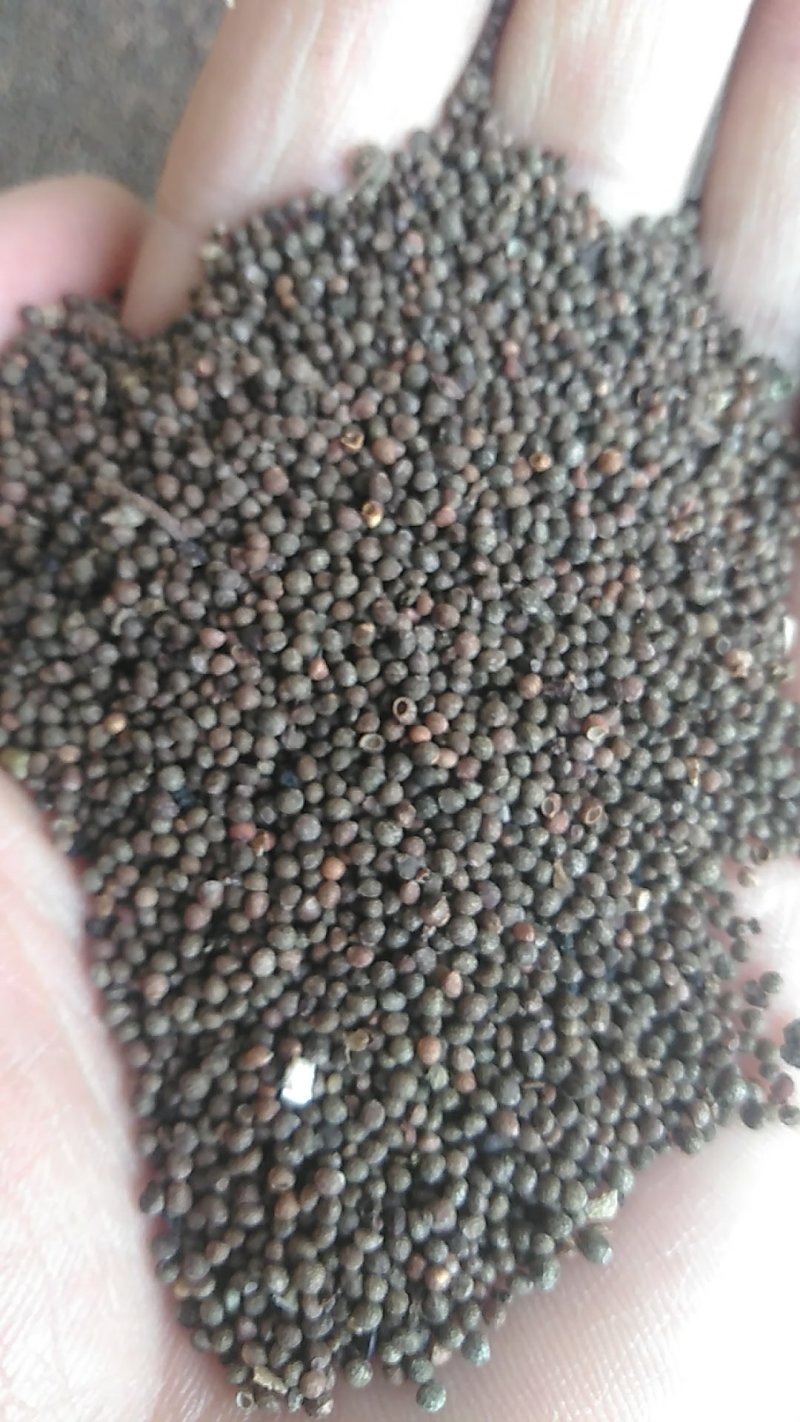 秦岭野生紫苏药用种植生苏子食用苏籽紫苏种子烧烤料半斤包邮