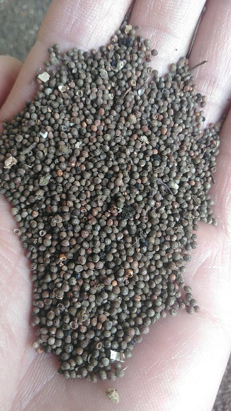 秦岭野生紫苏药用种植生苏子食用苏籽紫苏种子烧烤料半斤包邮