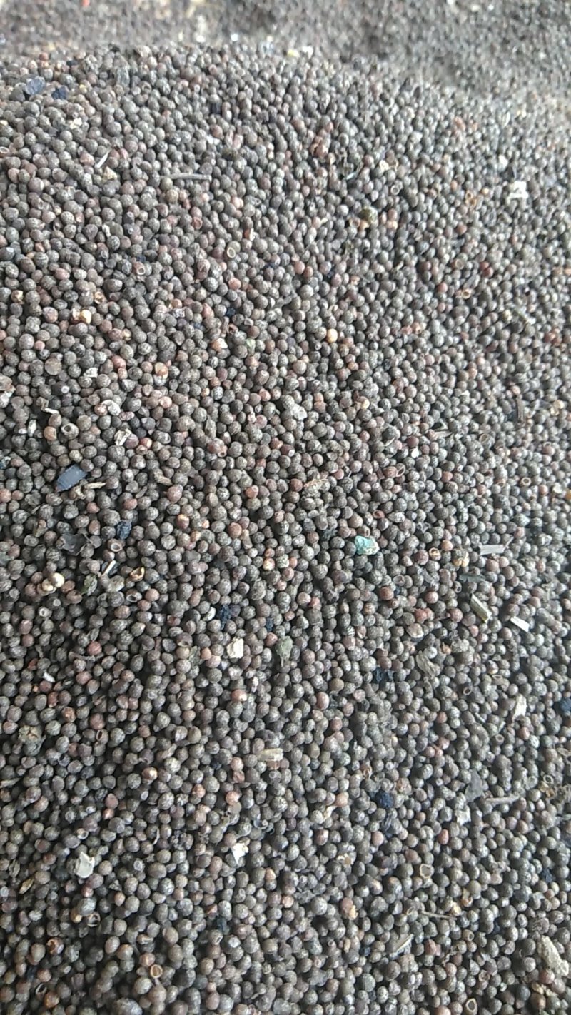 秦岭野生紫苏药用种植生苏子食用苏籽紫苏种子烧烤料半斤包邮
