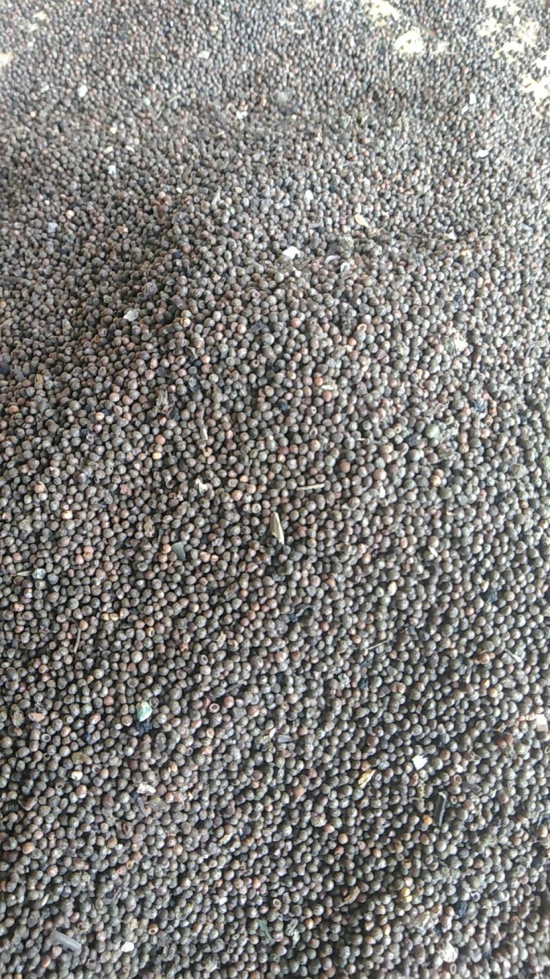 秦岭野生紫苏药用种植生苏子食用苏籽紫苏种子烧烤料半斤包邮
