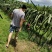 软枝大红火龙果苗无刺黄龙火龙果苗火龙果苗