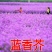 蓝香芥种子
