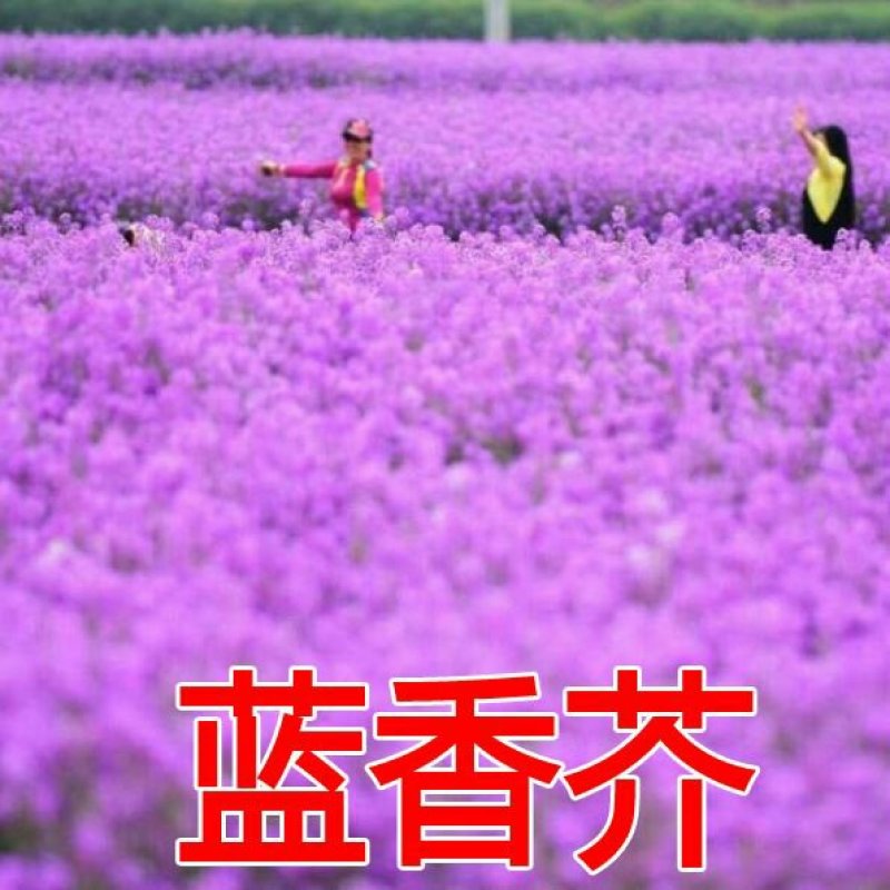 蓝香芥种子