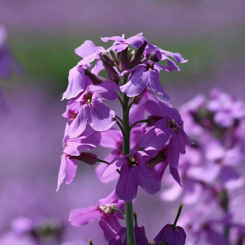 蓝香芥种子
