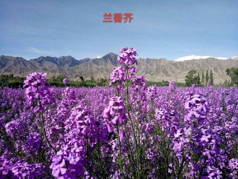 蓝香芥种子