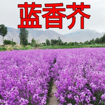 蓝香芥种子