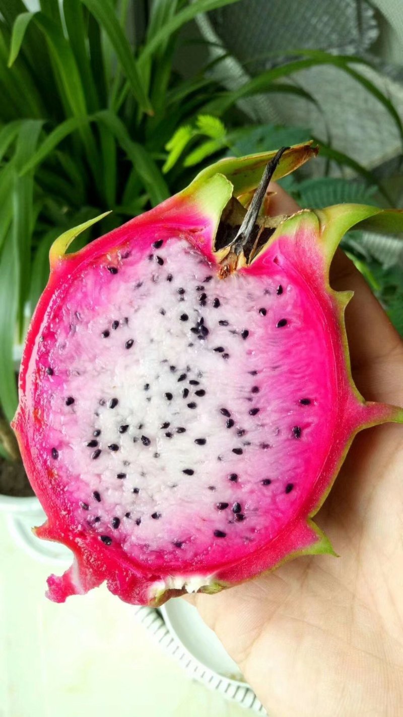 双色龙火龙果苗火龙果苗种不活包退换包邮，价格实惠