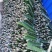 双色龙火龙果苗火龙果苗种不活包退换包邮，价格实惠
