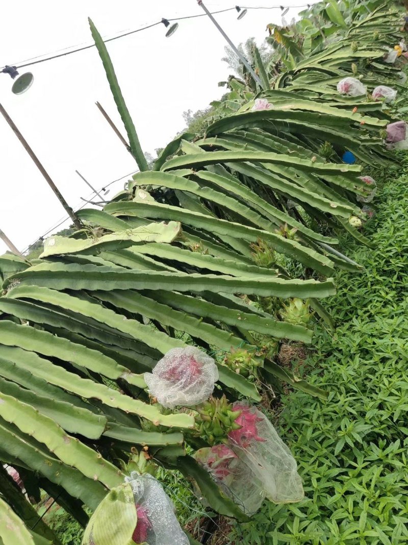 双色龙火龙果苗火龙果苗种不活包退换包邮，价格实惠