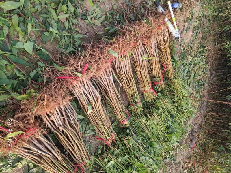 白如玉:中熟白桃，果面果肉全白，非常好看，口感酸甜，个小