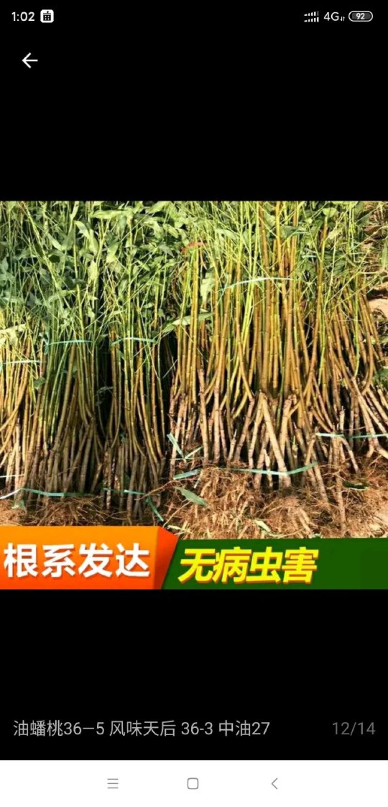 黄金密甜黄桃系列，中桃金魁，黄金凤，锦绣甜黄金，韩国蜜桃