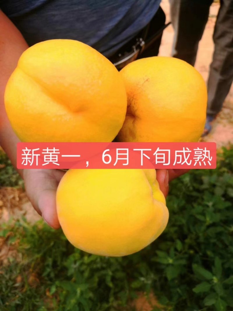 黄金密甜黄桃系列，中桃金魁，黄金凤，锦绣甜黄金，韩国蜜桃