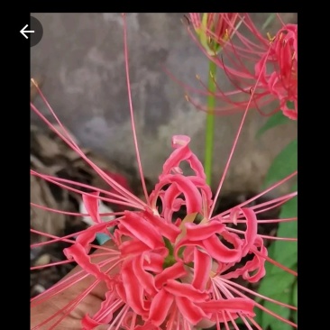 彼岸花