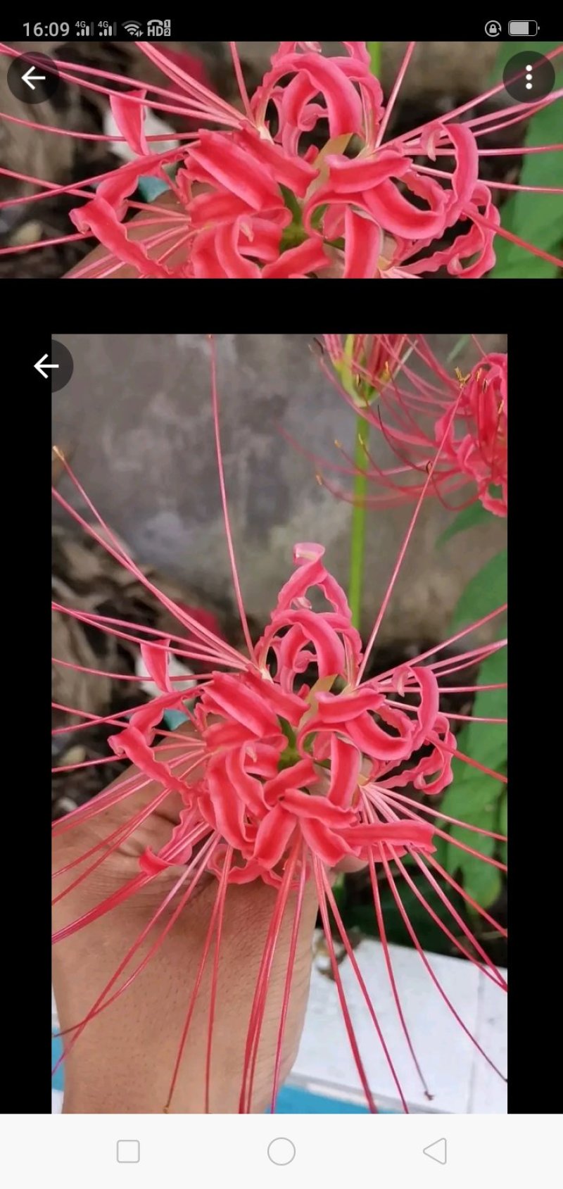 彼岸花