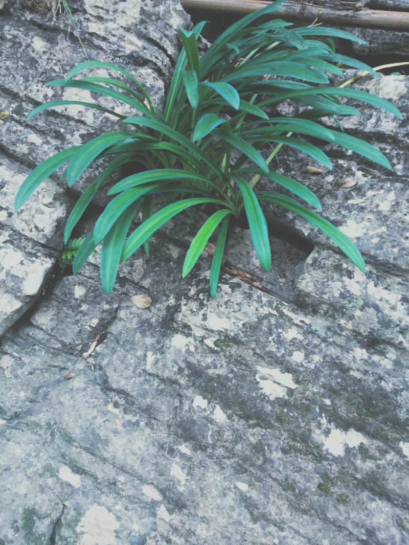 彼岸花