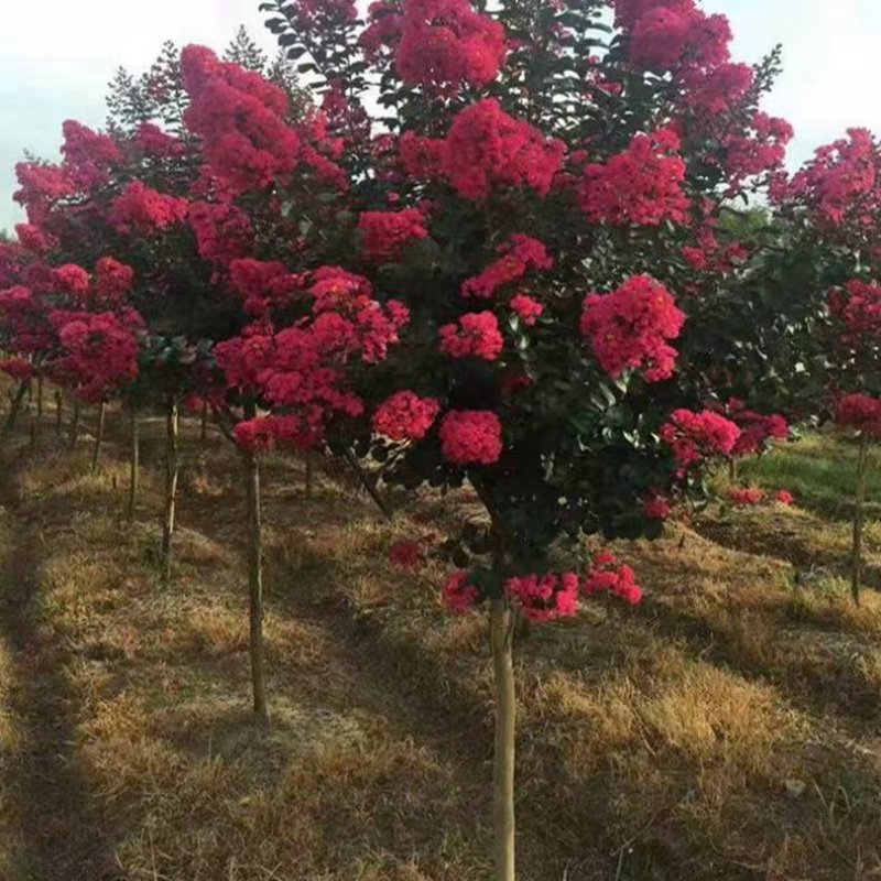 绿化苗木占地拆迁紫薇树苗小苗红火箭