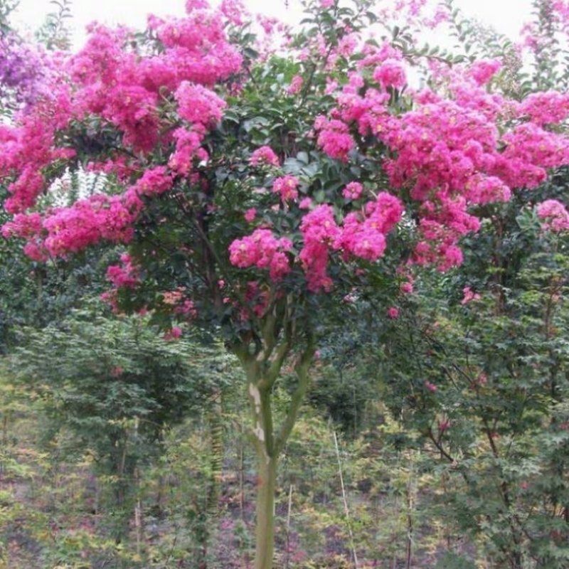 绿化苗木占地拆迁紫薇树苗小苗红火箭