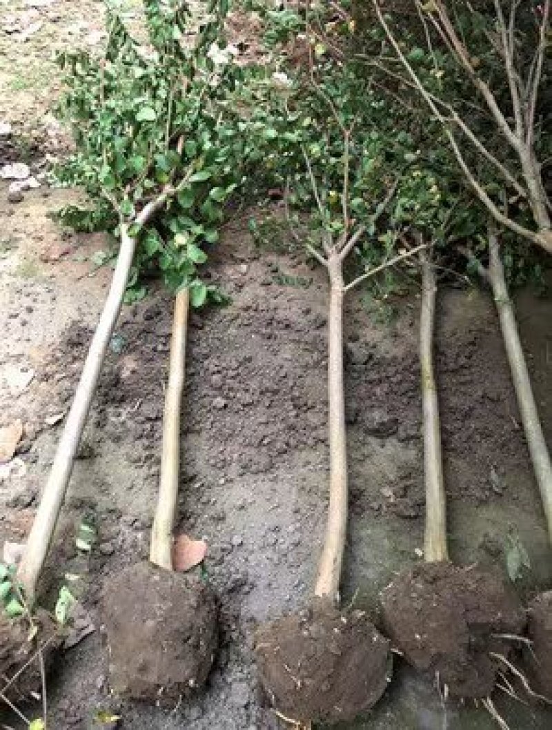绿化苗木占地拆迁紫薇树苗小苗红火箭
